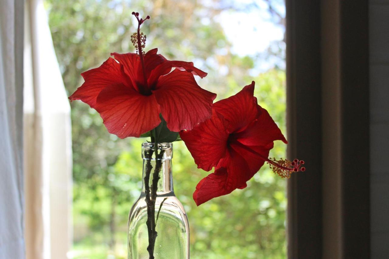 Morada Dos Hibiscos Hotel ปรายาโดโฮซา ภายนอก รูปภาพ