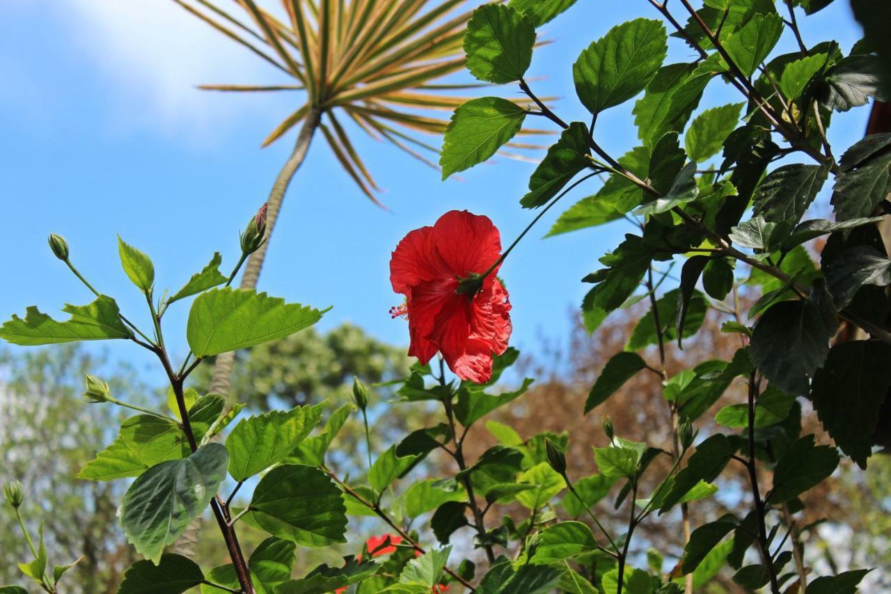 Morada Dos Hibiscos Hotel ปรายาโดโฮซา ภายนอก รูปภาพ